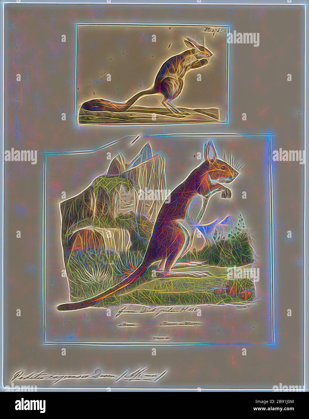 Pedetes capensis, Print, The South African springhare (Pedetes capensis ...