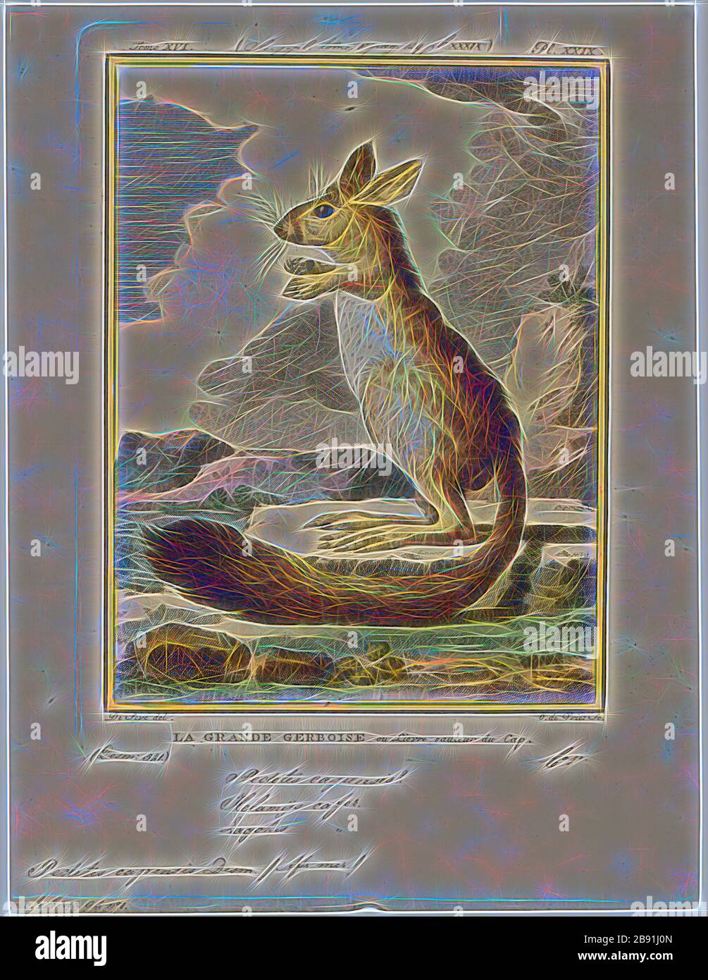 Pedetes capensis, Print, The South African springhare (Pedetes capensis ...