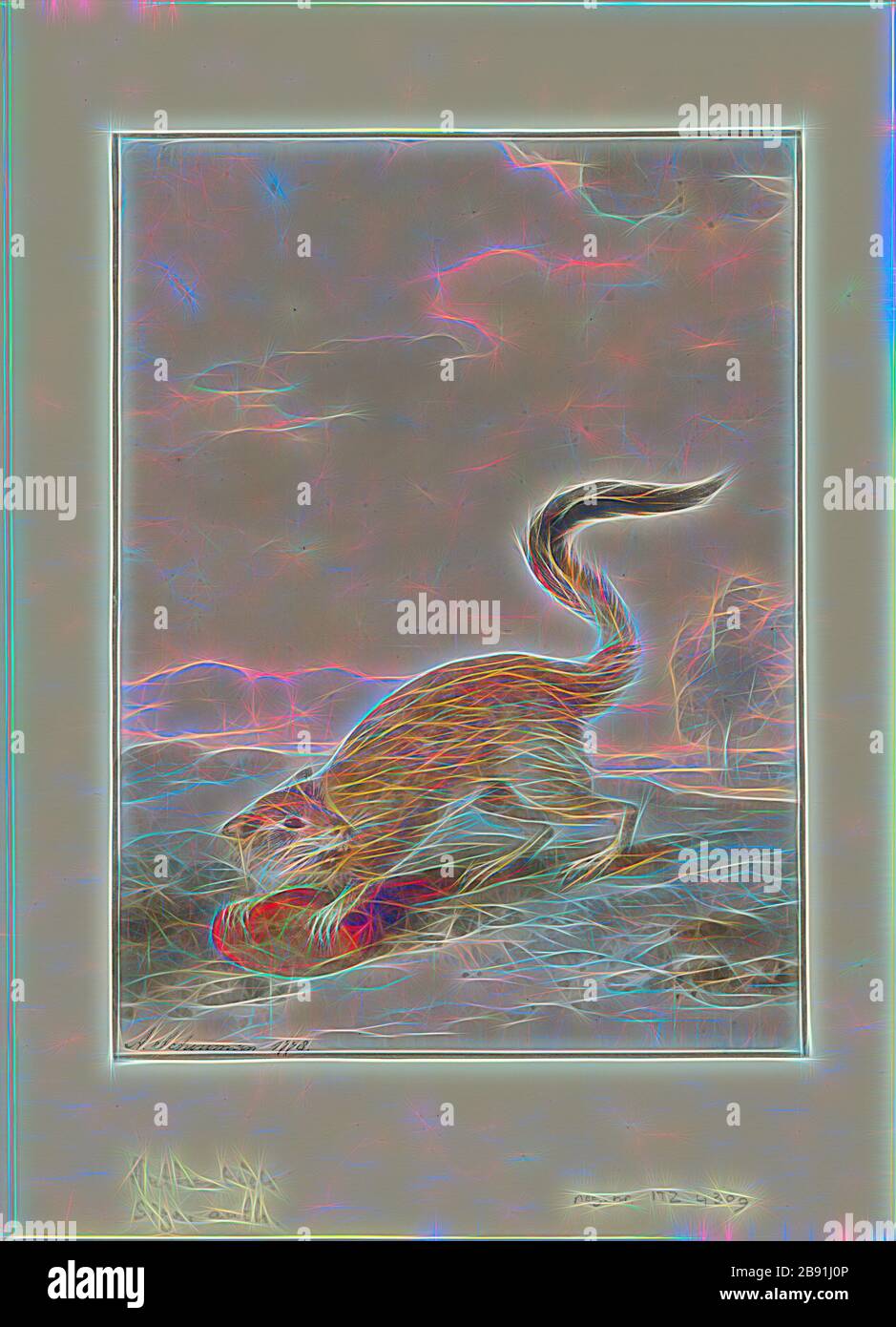 Pedetes capensis, Print, The South African springhare (Pedetes capensis ...