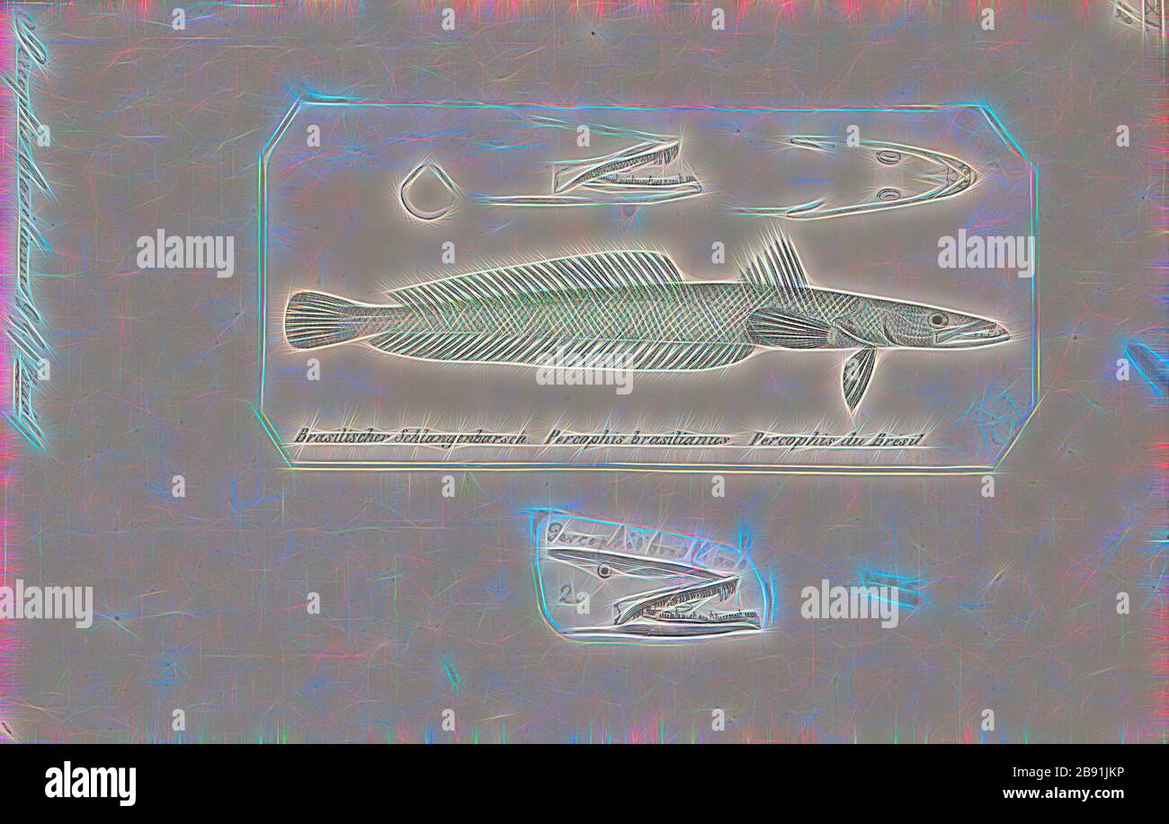 Percophis hires stock photography and images Alamy