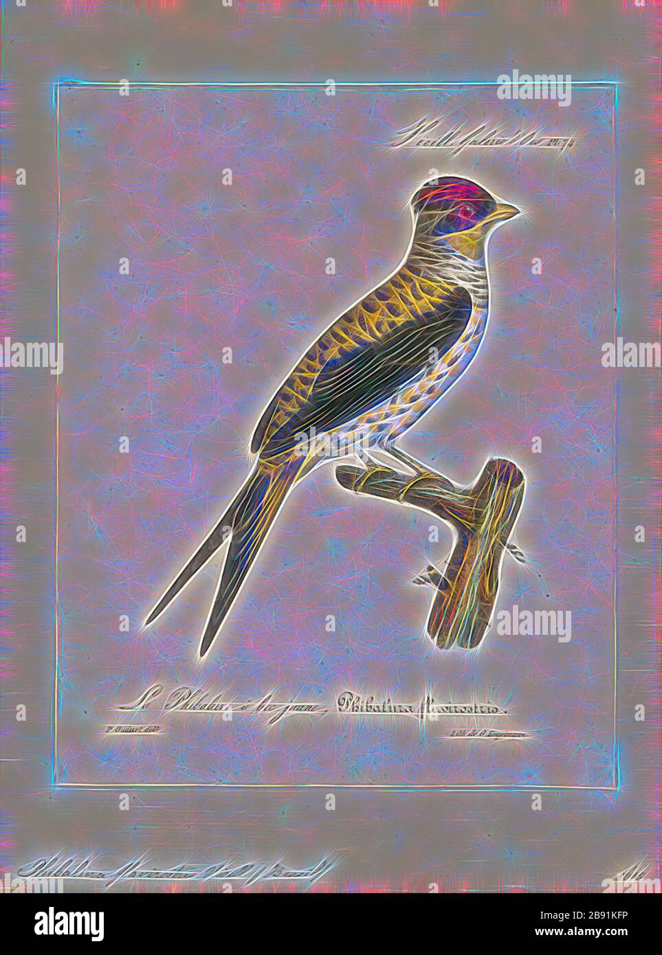 Phibalura flavirostris, Print, The swallow-tailed cotinga (Phibalura flavirostris) is a species of passerine bird in the family Cotingidae. It is the only member of the genus Phibalura., 1825-1834, Reimagined by Gibon, design of warm cheerful glowing of brightness and light rays radiance. Classic art reinvented with a modern twist. Photography inspired by futurism, embracing dynamic energy of modern technology, movement, speed and revolutionize culture. Stock Photo