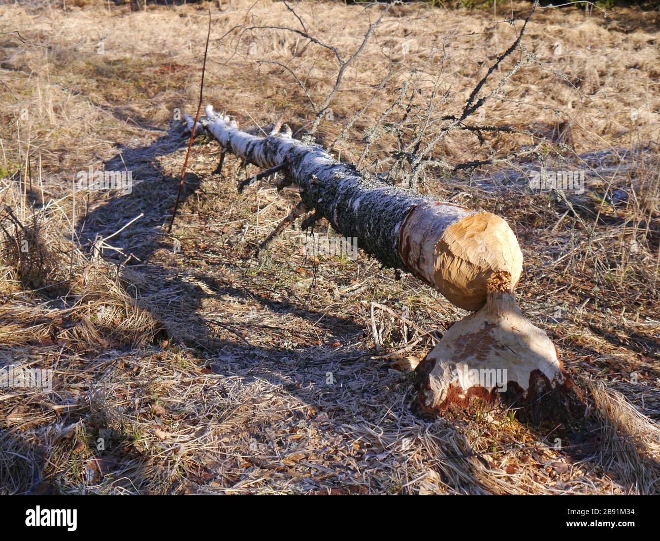 birch tree from beaver felled with winter landscape Stock Photo