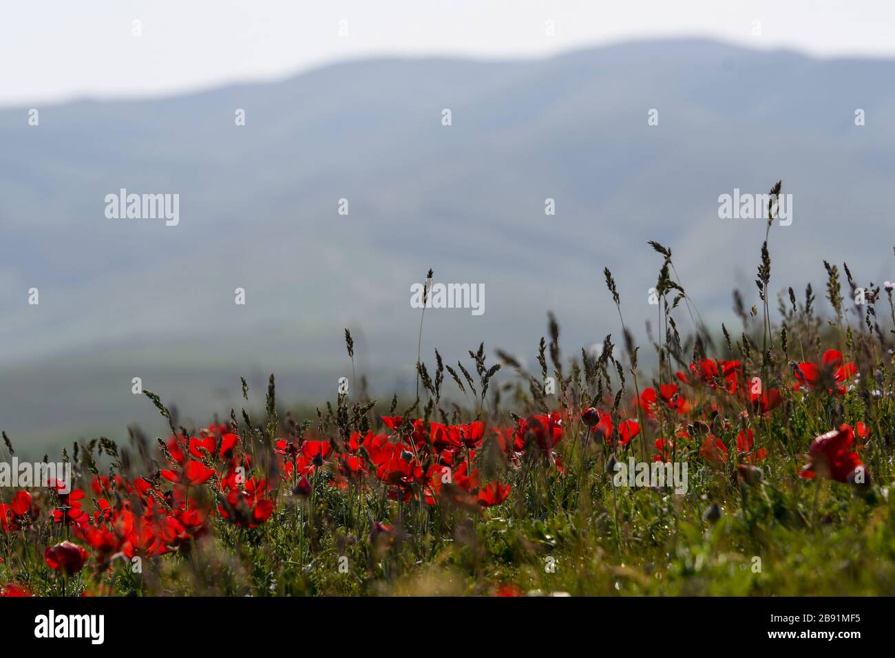 Ranunculus asiaticus, the Persian buttercup, is a species of buttercup (Ranunculus) native to the eastern Mediterranean region in southwestern Asia, s Stock Photo