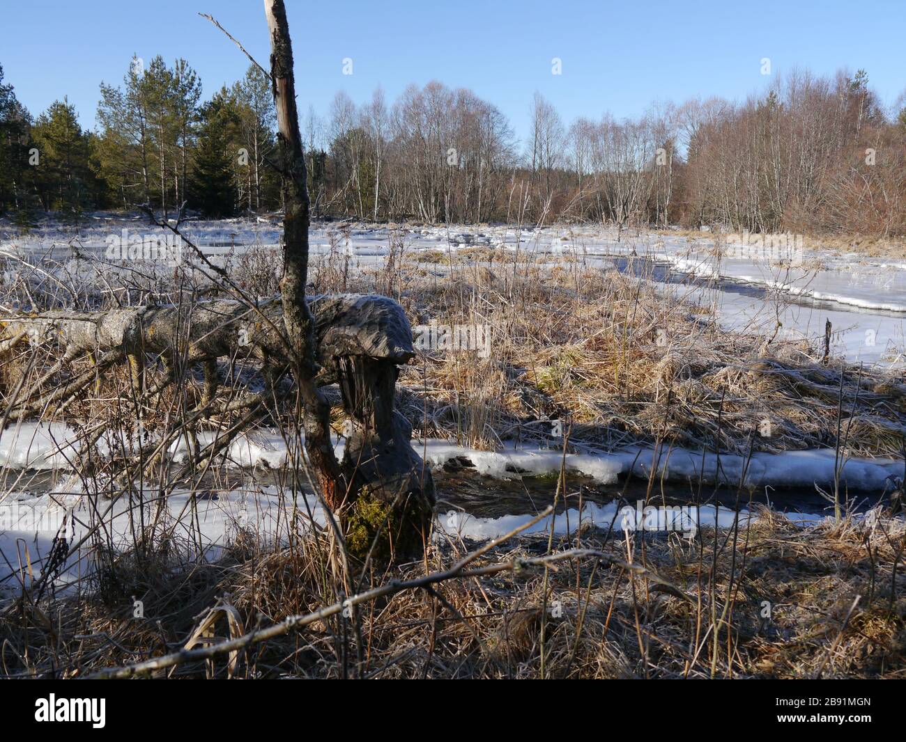 tree from beaver felled with winter landscape Stock Photo
