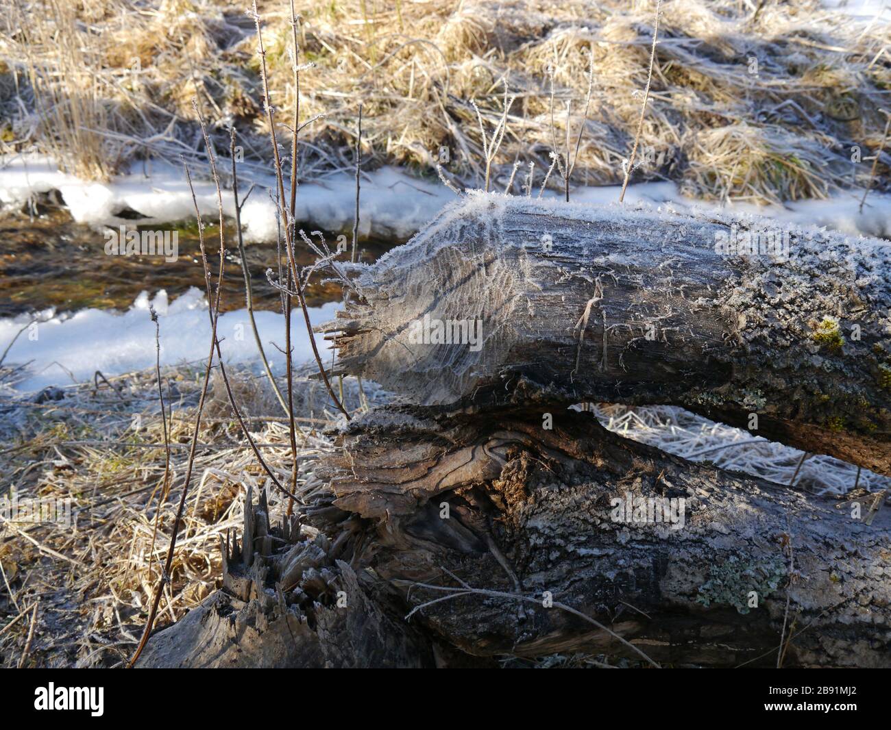 tree from beaver felled with winter landscape Stock Photo