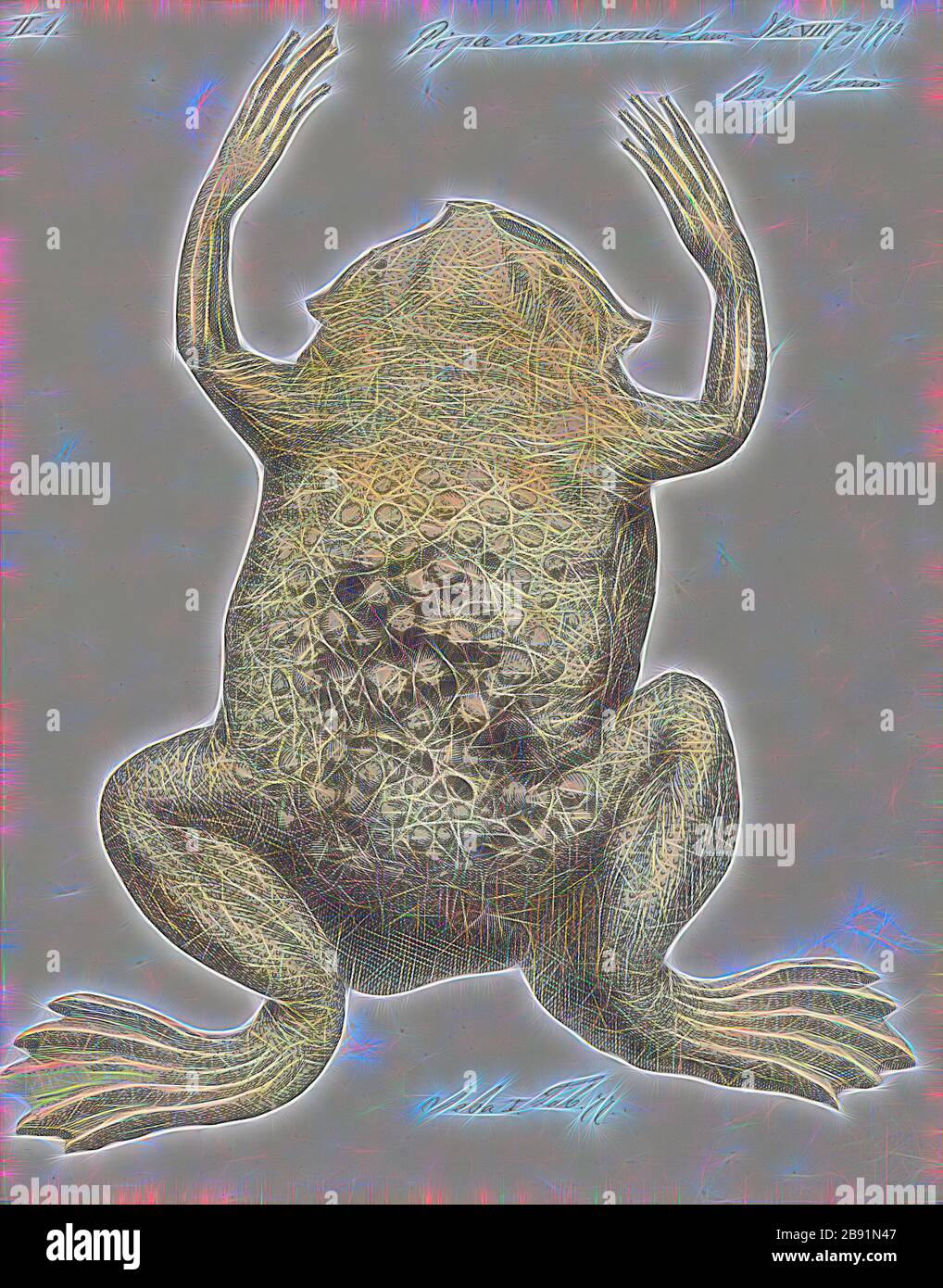 Pipa americana, Print, The common Suriname toad or star-fingered toad (Pipa pipa) is a species of frog in the family Pipidae found in Bolivia, Brazil, Colombia, Ecuador, French Guiana, Guyana, Peru, Suriname, Trinidad and Tobago, and Venezuela. In Spanish it is called aparo, rana comun de celdillas, rana tablacha, sapo chinelo, sapo chola, or sapo de celdas. In Portuguese, it is known as sapo pipa due to its shape, as pipa means kite. Its natural habitats are subtropical or tropical moist lowland forests, subtropical or tropical swamps, swamps, freshwater marshes, and intermittent freshwater m Stock Photo