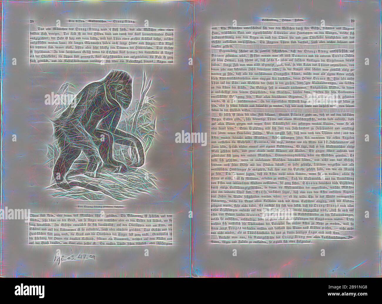 Pithecus Satyrus High Resolution Stock Photography and Images - Alamy