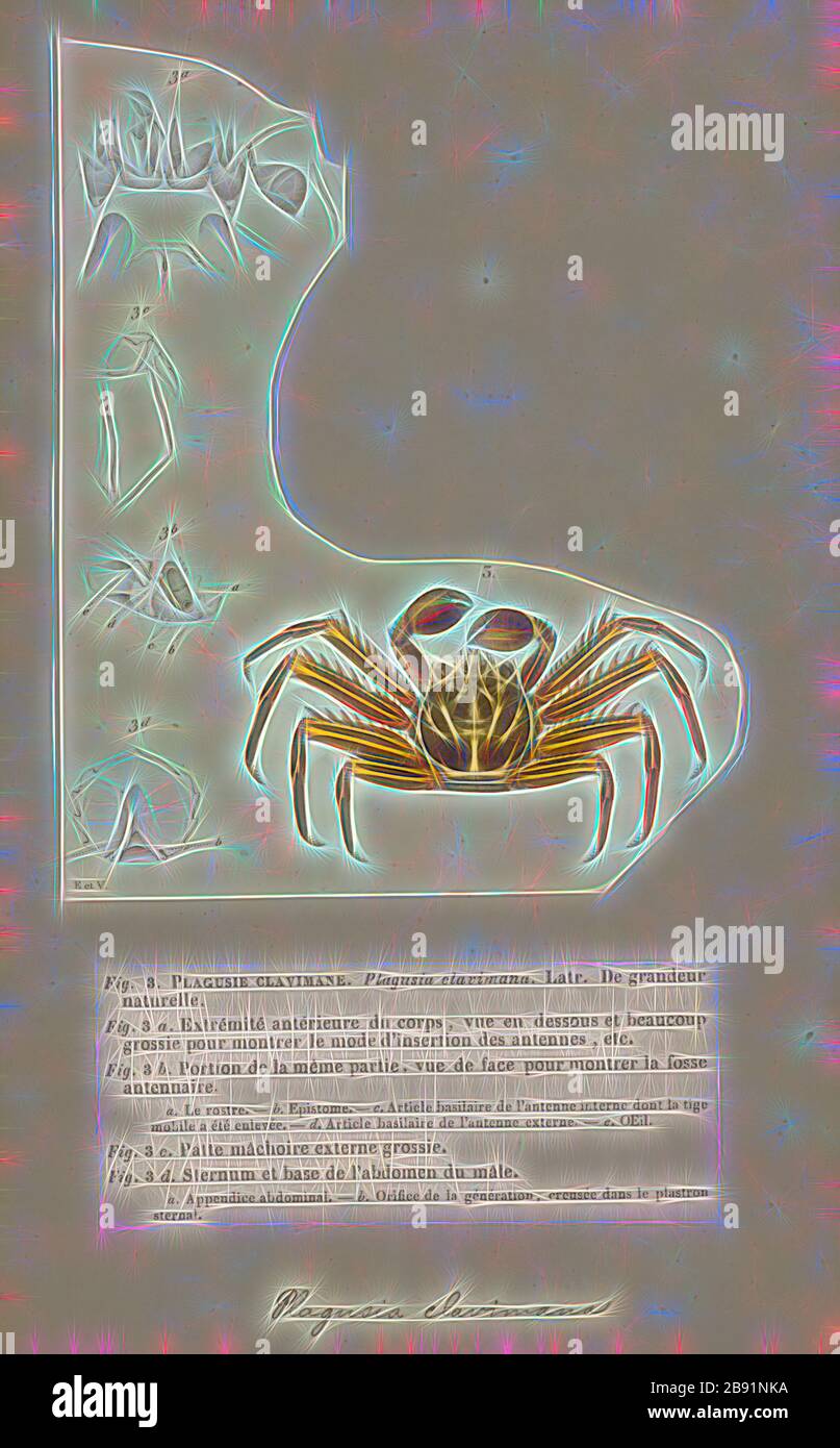 Plagusia clavimana, Print, Plagusia is a genus of crabs in the family Plagusiidae, Reimagined by Gibon, design of warm cheerful glowing of brightness and light rays radiance. Classic art reinvented with a modern twist. Photography inspired by futurism, embracing dynamic energy of modern technology, movement, speed and revolutionize culture. Stock Photo
