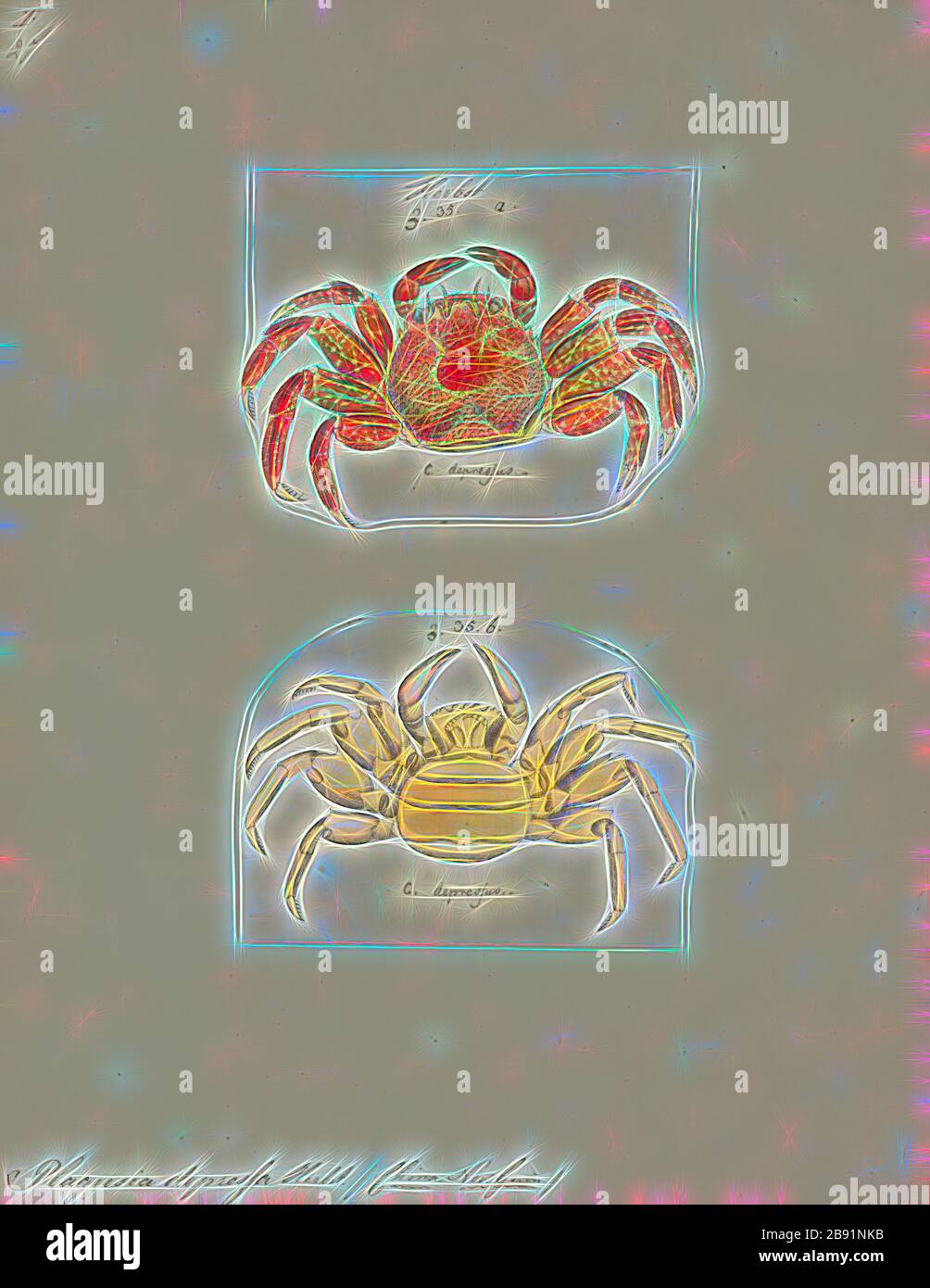 Plagusia depressa, Print, Tidal spray crab, Reimagined by Gibon, design of warm cheerful glowing of brightness and light rays radiance. Classic art reinvented with a modern twist. Photography inspired by futurism, embracing dynamic energy of modern technology, movement, speed and revolutionize culture. Stock Photo