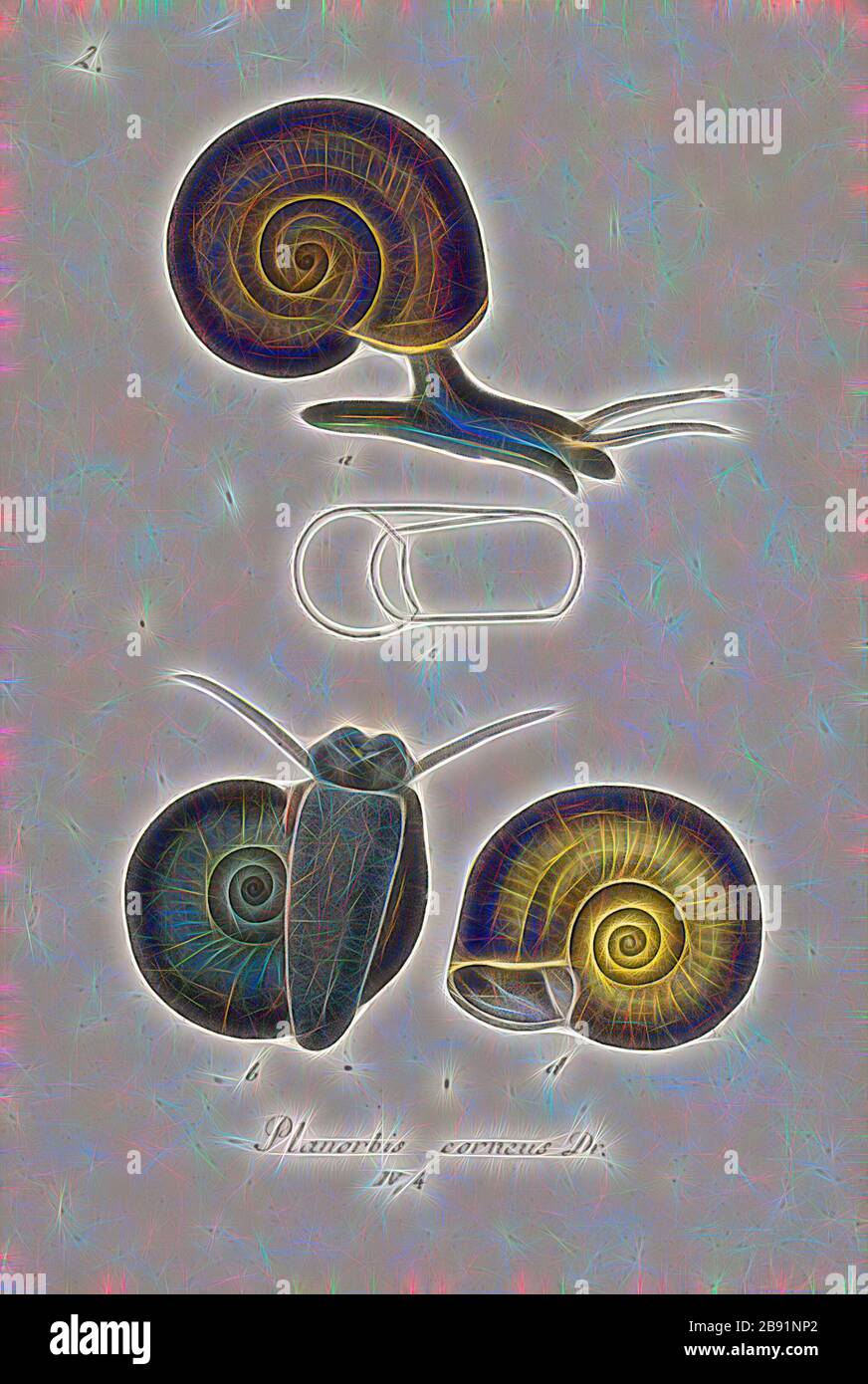 Planorbis corneus, Print, Planorbarius corneus, common name the great ramshorn, is a relatively large species of air-breathing freshwater snail, an aquatic pulmonate gastropod mollusk in the family Planorbidae, the ram's horn snails, or planorbids, which all have sinistral or left-coiling shells., Reimagined by Gibon, design of warm cheerful glowing of brightness and light rays radiance. Classic art reinvented with a modern twist. Photography inspired by futurism, embracing dynamic energy of modern technology, movement, speed and revolutionize culture. Stock Photo