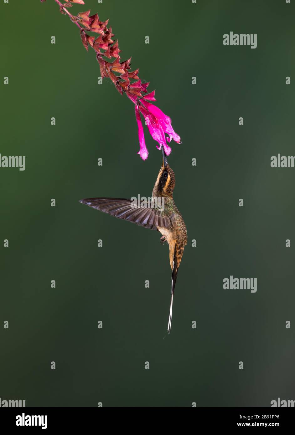 A Scale-throated Hermit (Phaethornis eurynome) visiting a flower in the Atlantic Rainforest of SE Brazil Stock Photo