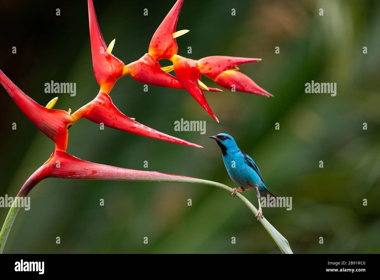 A male Blue Dacnis (Dacnis cayana) visiting a Heliconia flower in the Atlantic Rainforest Stock Photo