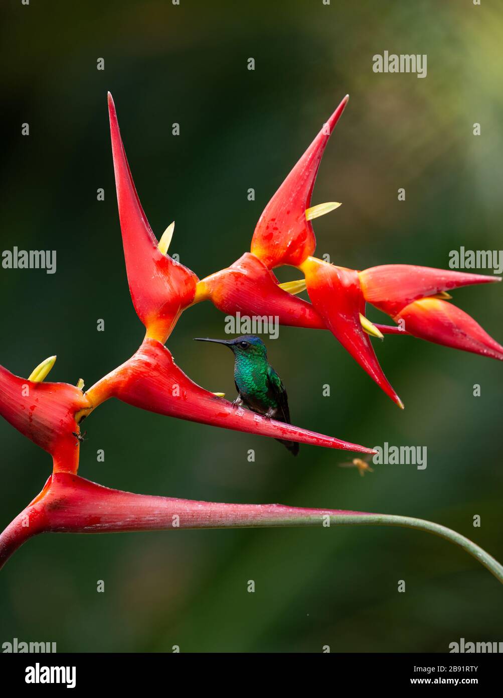 A male Violet-capped Woodnymph (Thalurania glaucopis) visiting a Heliconia flower in the Atlantic Rainforest Stock Photo