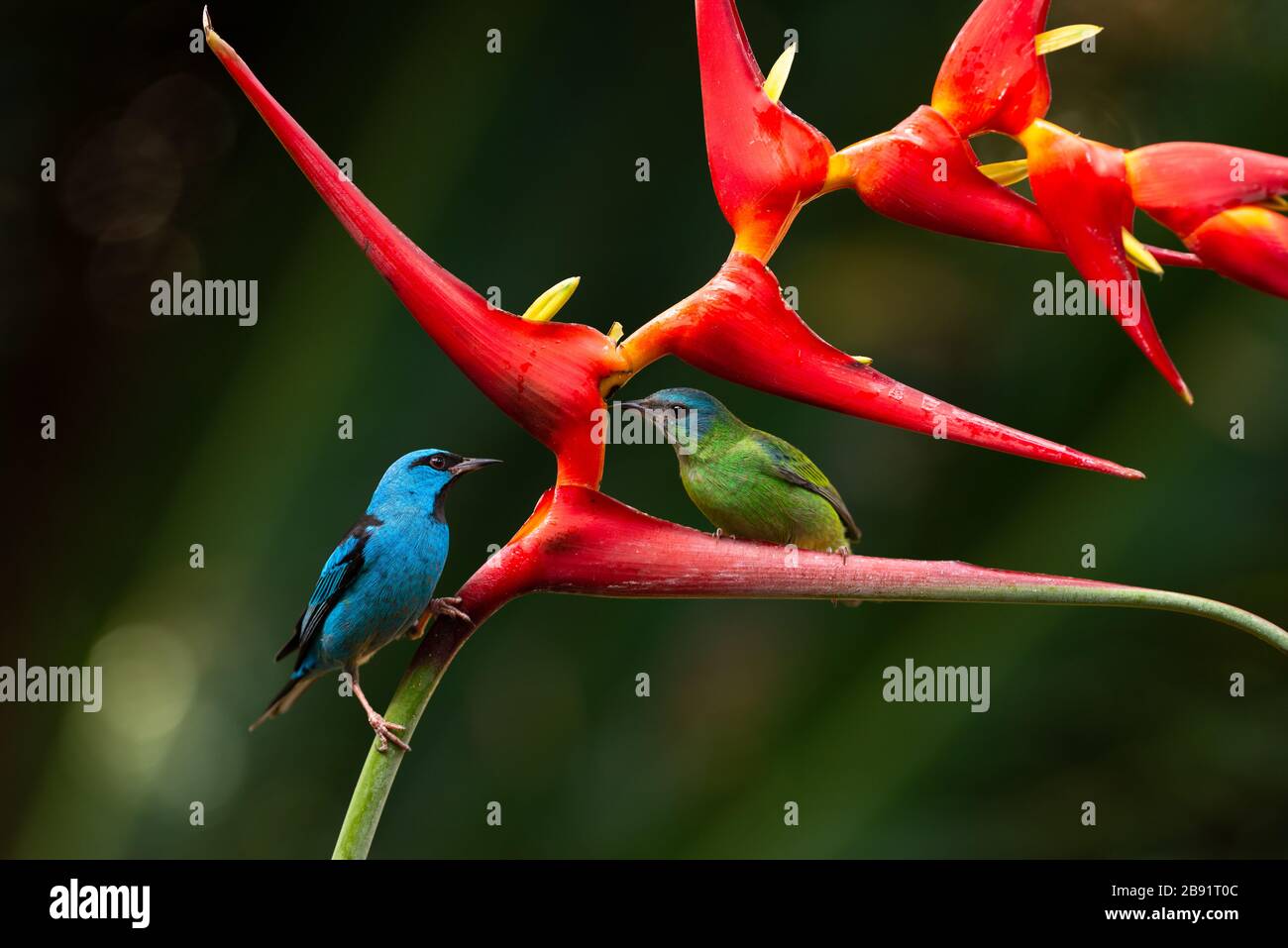 A pair of Blue Dacnis (Dacnis cayana) visiting a Heliconia flower in the Atlantic Rainforest Stock Photo