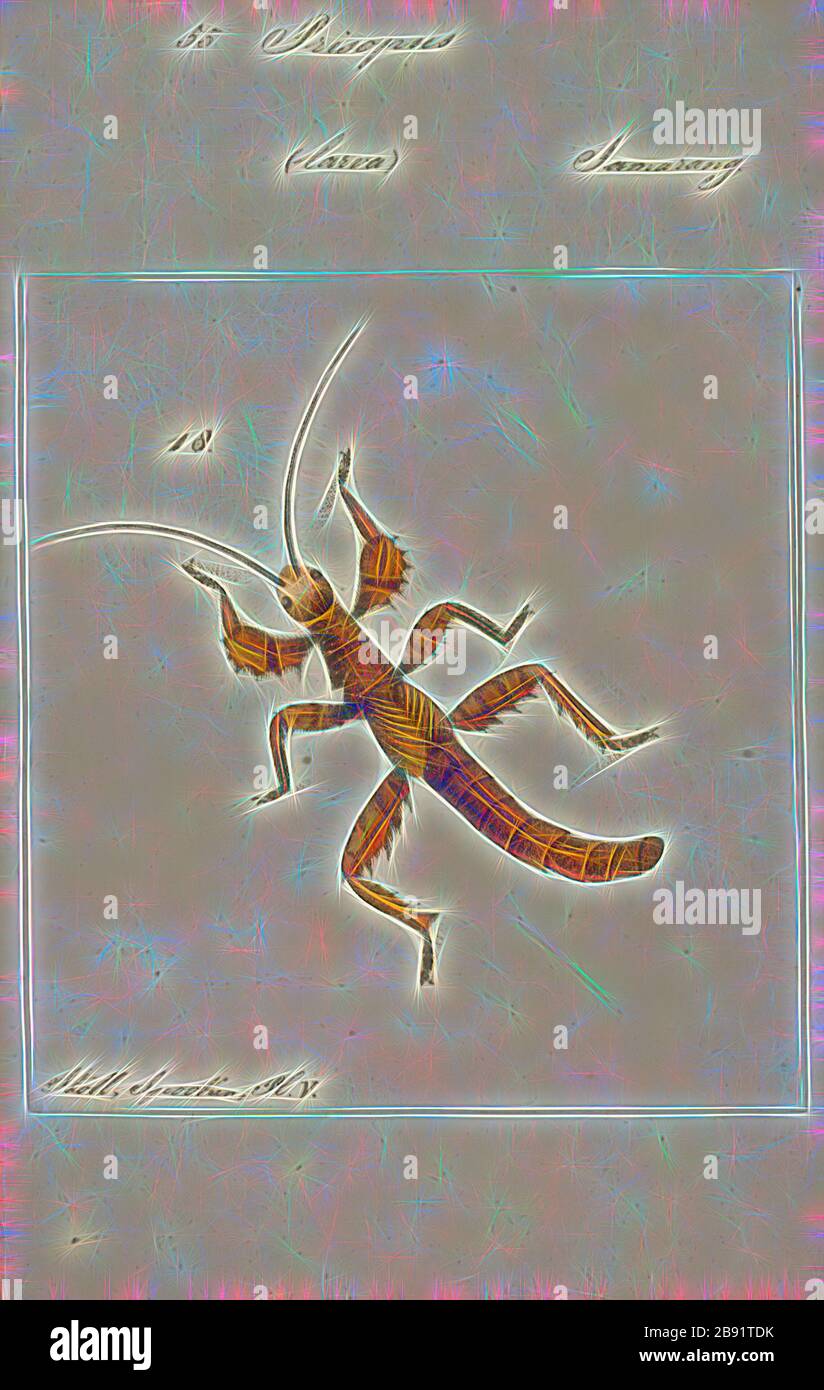 Radiance Insect Prisopus High Resolution Stock Photography and Images - Alamy