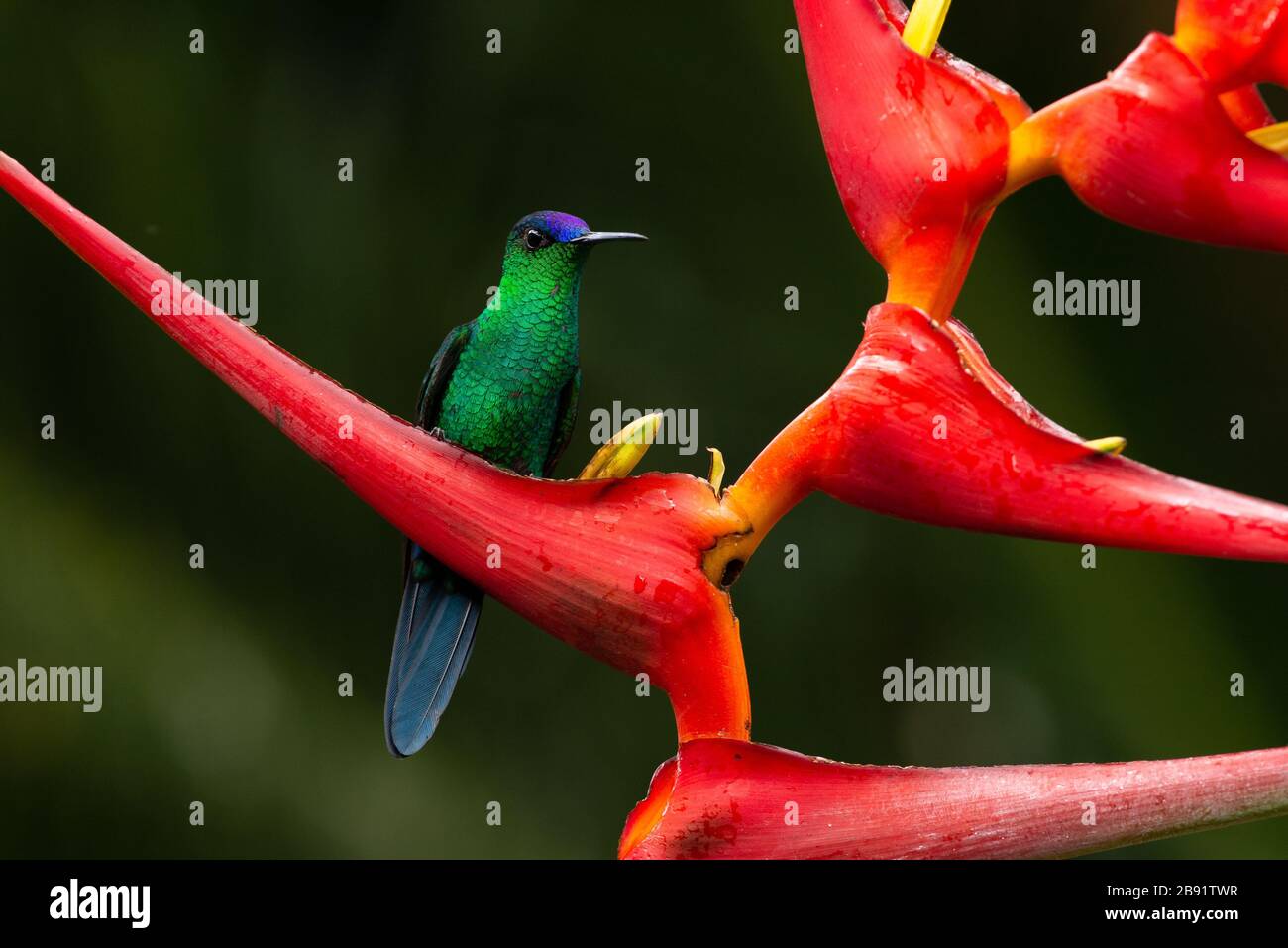 A male Violet-capped Woodnymph (Thalurania glaucopis) visiting a Heliconia flower in the Atlantic Rainforest Stock Photo