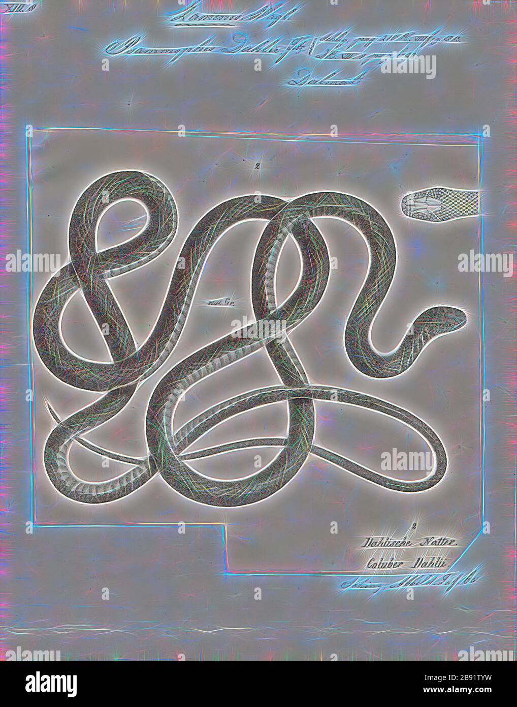 Psammophis dahlii, Print, Psammophis is a genus of snakes in the family Lamprophiidae. The genus comprises 34 species, which are found in Africa and Asia. Psammophis are diurnal and prey on lizards and rodents which they actively hunt. All species in the genus are venomous, and the venom is considered mild and not dangerous to humans., 1700-1880, Reimagined by Gibon, design of warm cheerful glowing of brightness and light rays radiance. Classic art reinvented with a modern twist. Photography inspired by futurism, embracing dynamic energy of modern technology, movement, speed and revolutionize Stock Photo