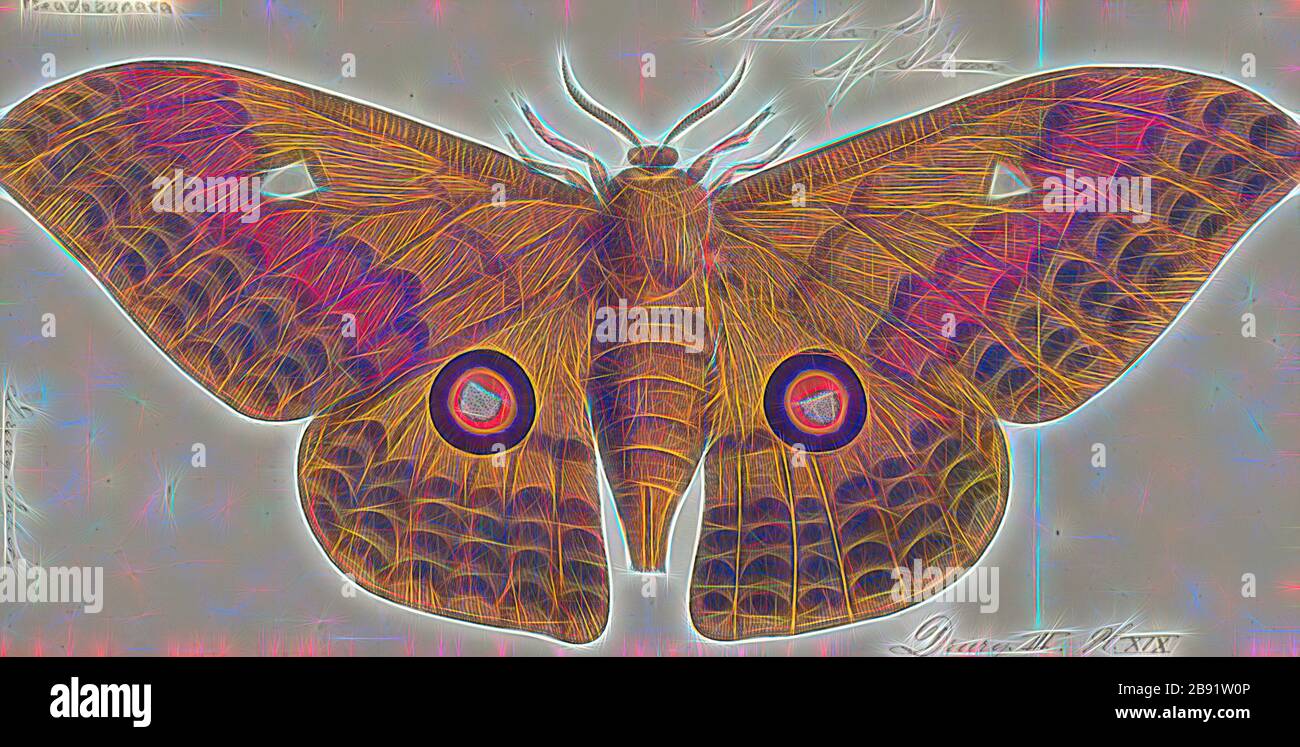 Pseudobunaea, Print, Pseudobunaea is a genus of moths in the family Saturniidae first described by Eugène Louis Bouvier in 1927., Reimagined by Gibon, design of warm cheerful glowing of brightness and light rays radiance. Classic art reinvented with a modern twist. Photography inspired by futurism, embracing dynamic energy of modern technology, movement, speed and revolutionize culture. Stock Photo