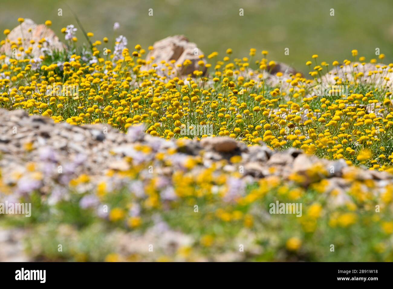 After a rare rainy season in the Judaea Desert and on the shores of the Dead Sea an abundance of wildflowers sprout out and bloom. Blooming Yellow Aar Stock Photo