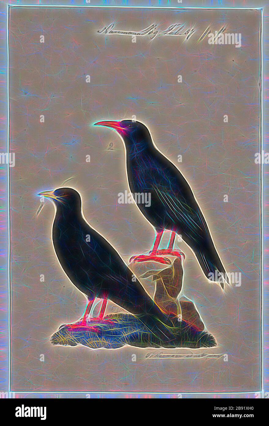 Pyrrhocorax alpinus, Print, The Alpine chough, or yellow-billed chough (Pyrrhocorax graculus), is a bird in the crow family, one of only two species in the genus Pyrrhocorax. Its two subspecies breed in Pyrrhocorax alpinus, Print, The Alpine chough, or yellow-billed chough (Pyrrhocorax graculus), is a bird in the crow family, one of only two species in the genus Pyrrhocorax. Its two subspecies breed in