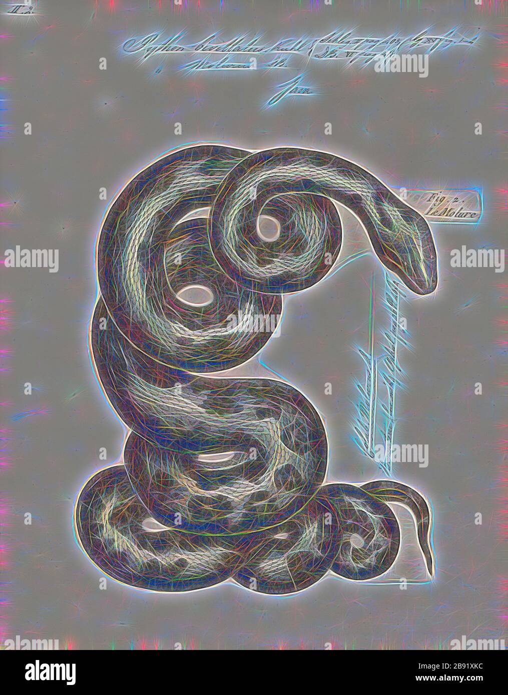 Python subspecies hi-res stock photography and images - Alamy