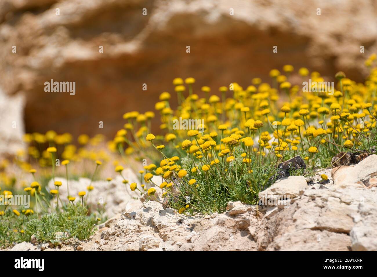 After a rare rainy season in the Judaea Desert and on the shores of the Dead Sea an abundance of wildflowers sprout out and bloom. Blooming Yellow Aar Stock Photo
