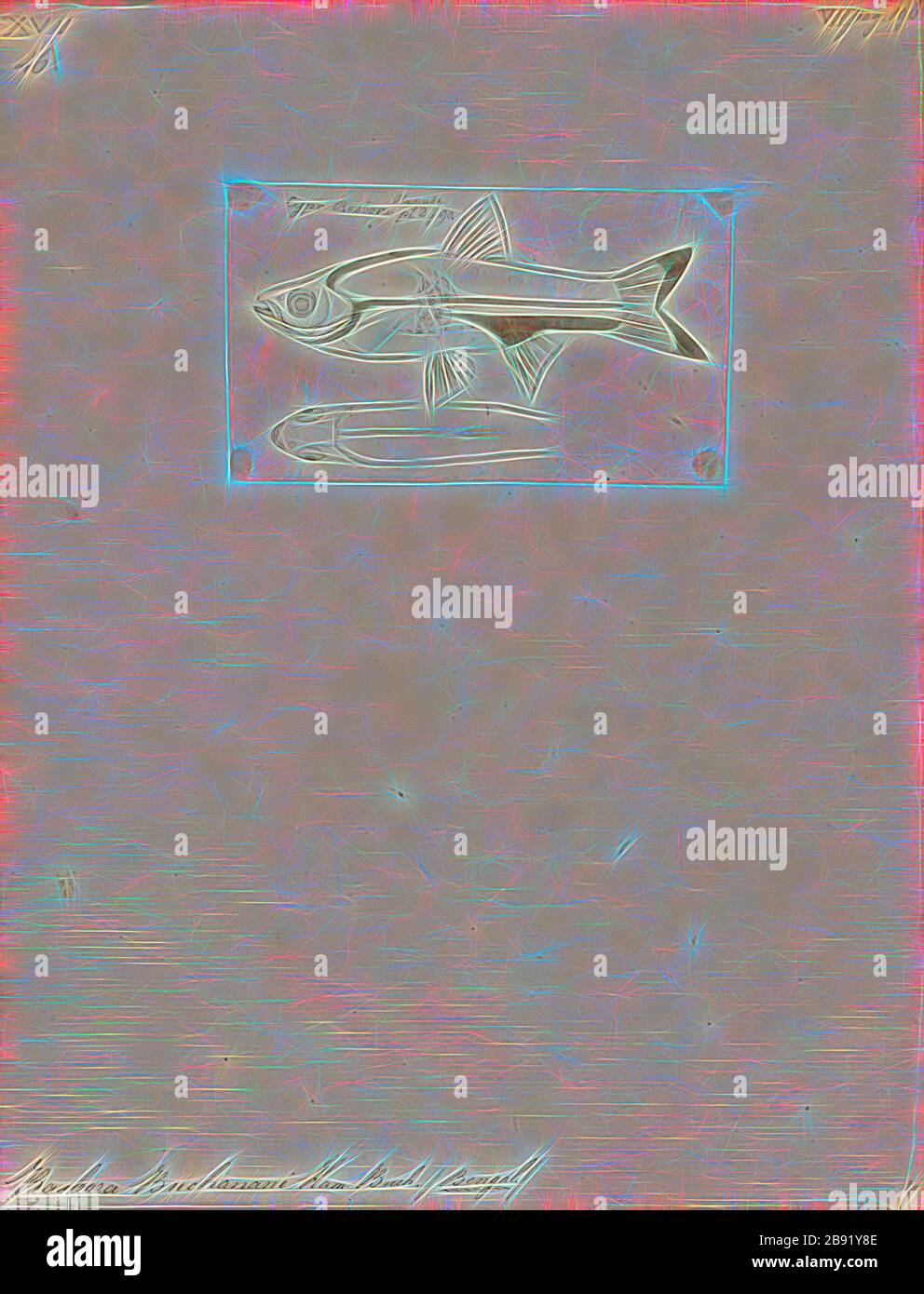 Rasbora buchanani hires stock photography and images Alamy