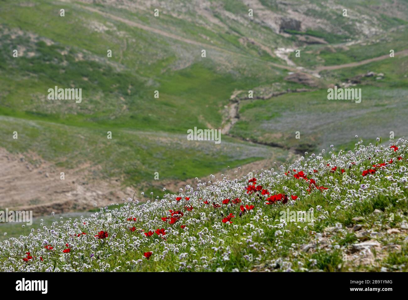 After a rare rainy season in the Negev Desert, Israel, an abundance of wildflowers sprout out and bloom. Photographed Kidron valley, Judaean desert, W Stock Photo