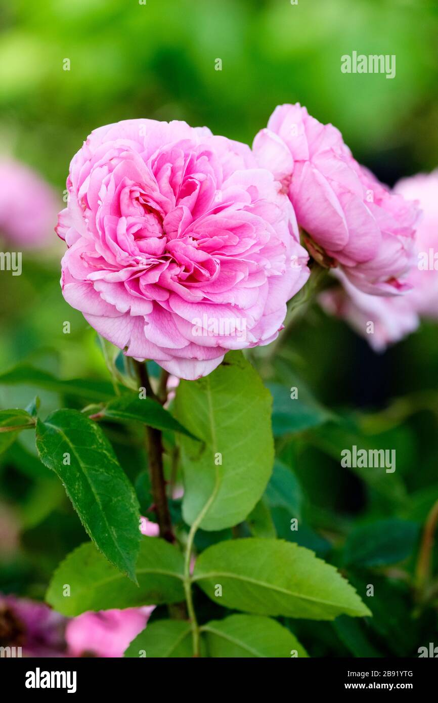Perfumed pink flowers of English Rose, Shrub rose. Rosa Gertrude Jekyll. Rose Gertrude Jekyll. Rosa Ausbord Stock Photo