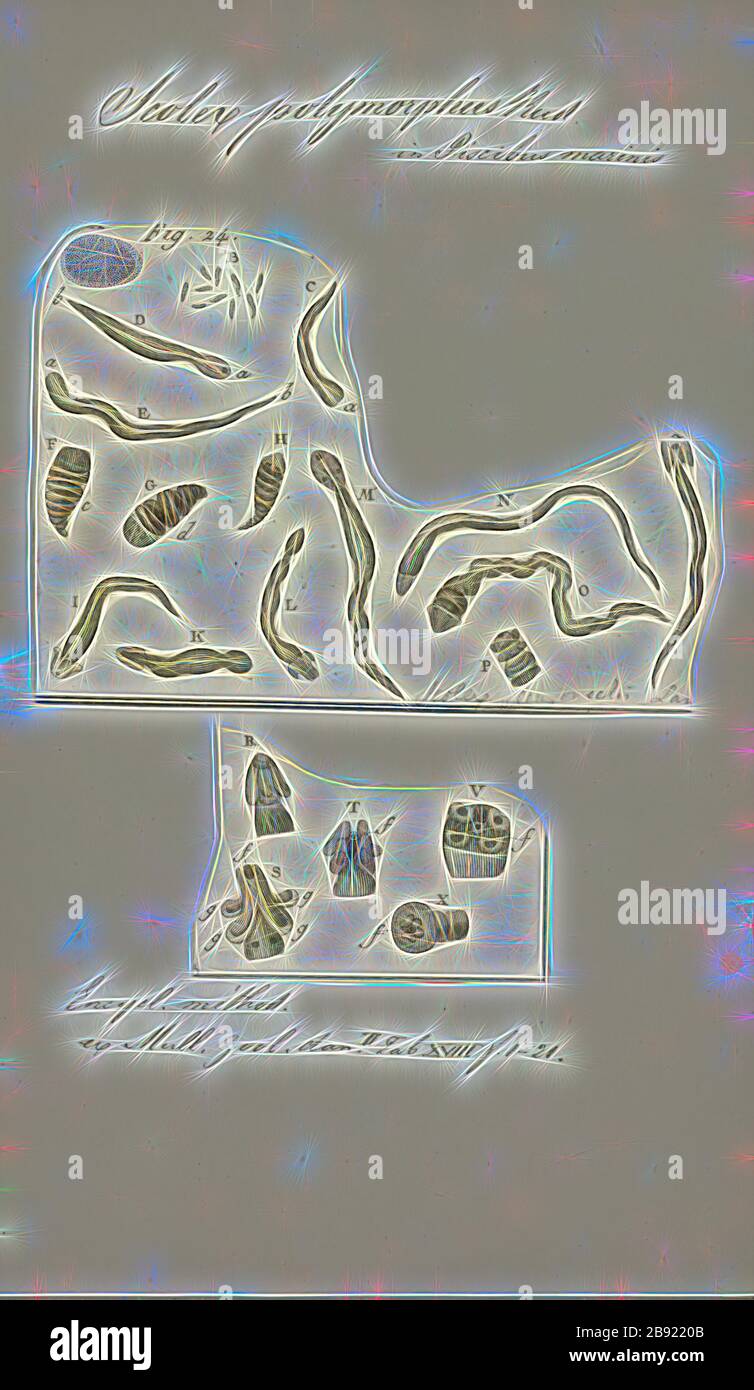 flat worm phylum flat worm phylum