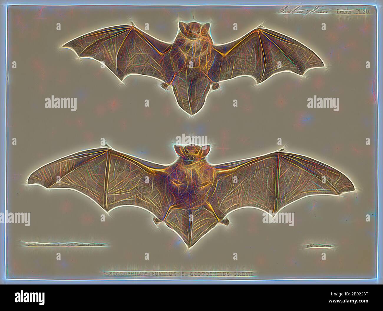 Scotophilus pumilus, Print, Scotophilus is a genus of vespertilionid bats commonly called yellow bats. They are found in southern Asia and Africa., 1700-1880, Reimagined by Gibon, design of warm cheerful glowing of brightness and light rays radiance. Classic art reinvented with a modern twist. Photography inspired by futurism, embracing dynamic energy of modern technology, movement, speed and revolutionize culture. Stock Photo