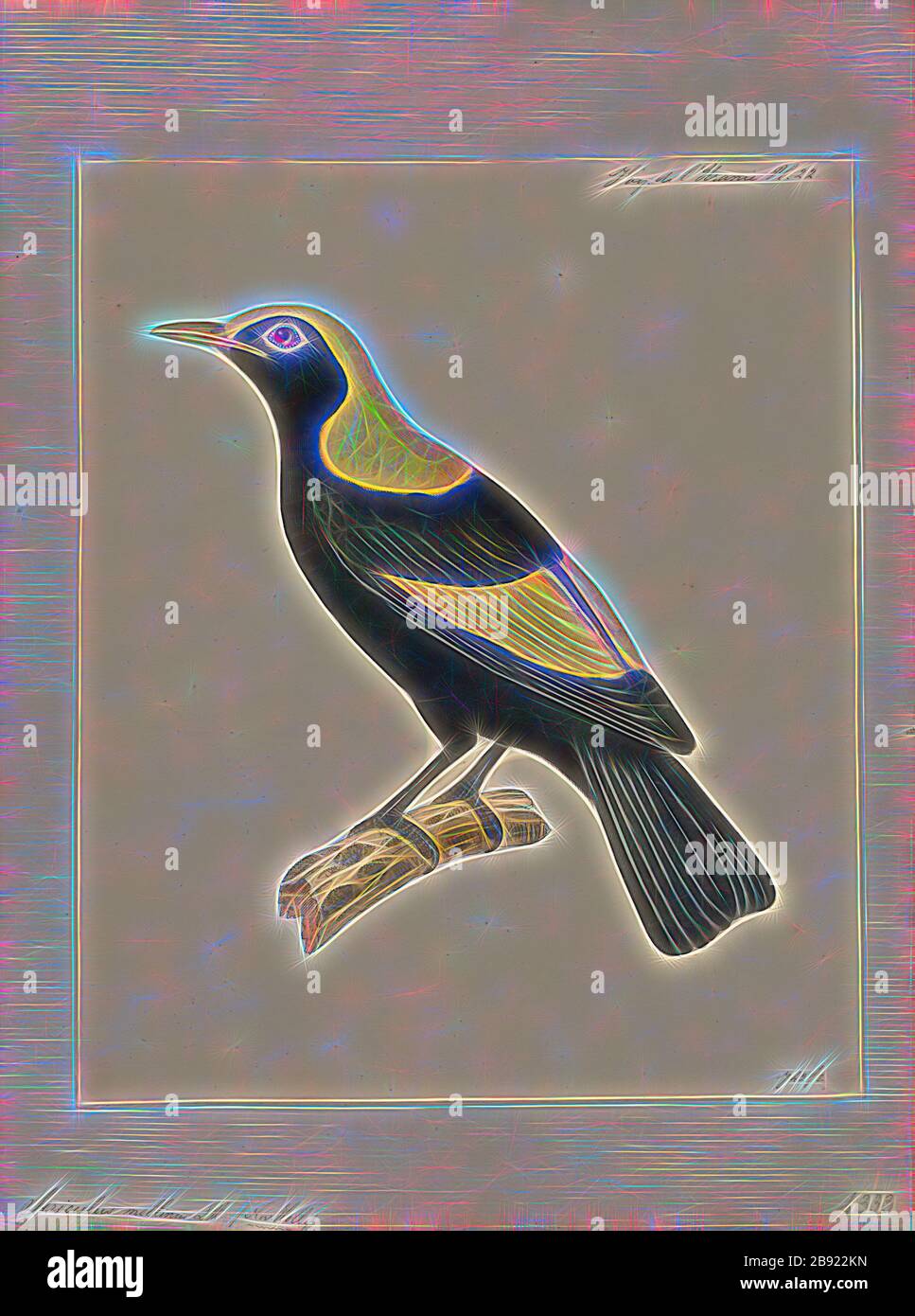 Sericulus melinus, Print, The genus Sericulus of the family Ptilonorhynchidae consists of three spectacularly colored bowerbirds., 1824-1839, Reimagined by Gibon, design of warm cheerful glowing of brightness and light rays radiance. Classic art reinvented with a modern twist. Photography inspired by futurism, embracing dynamic energy of modern technology, movement, speed and revolutionize culture. Stock Photo