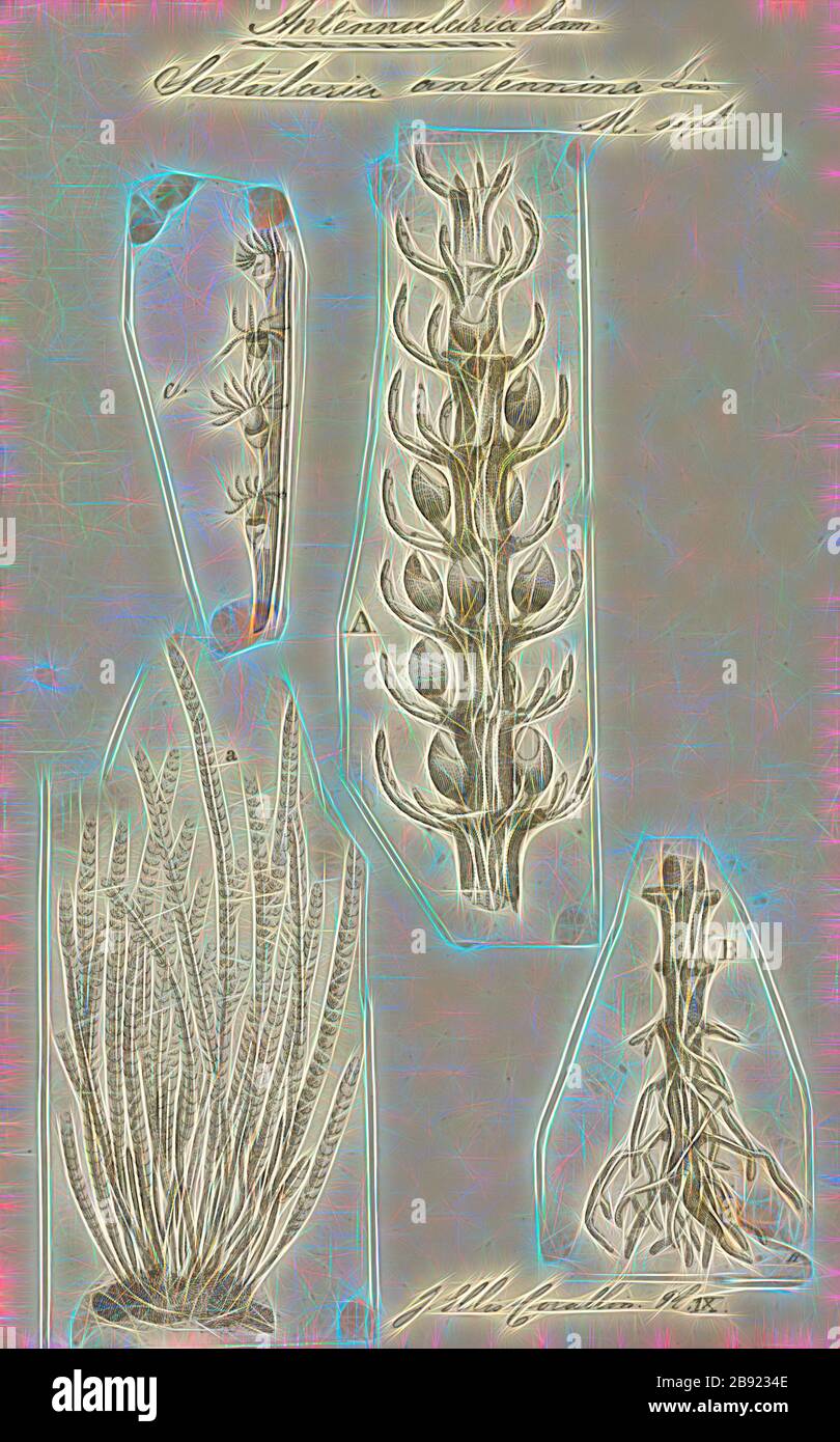 Sertularia antennina, Print, Sertularia is a genus of hydroids in the family Sertulariidae., Reimagined by Gibon, design of warm cheerful glowing of brightness and light rays radiance. Classic art reinvented with a modern twist. Photography inspired by futurism, embracing dynamic energy of modern technology, movement, speed and revolutionize culture. Stock Photo