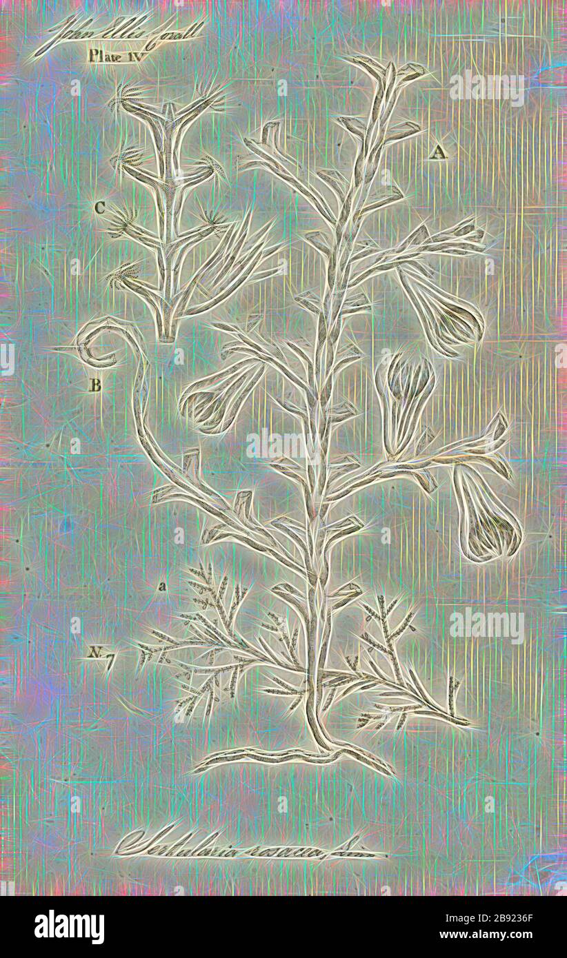 Sertularia rosacea, Print, Sertularia is a genus of hydroids in the family Sertulariidae., Reimagined by Gibon, design of warm cheerful glowing of brightness and light rays radiance. Classic art reinvented with a modern twist. Photography inspired by futurism, embracing dynamic energy of modern technology, movement, speed and revolutionize culture. Stock Photo