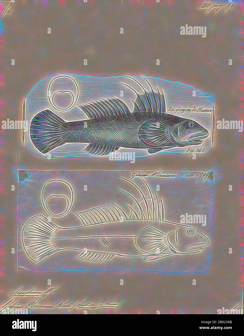 Specific name honours charles plumier hires stock photography and