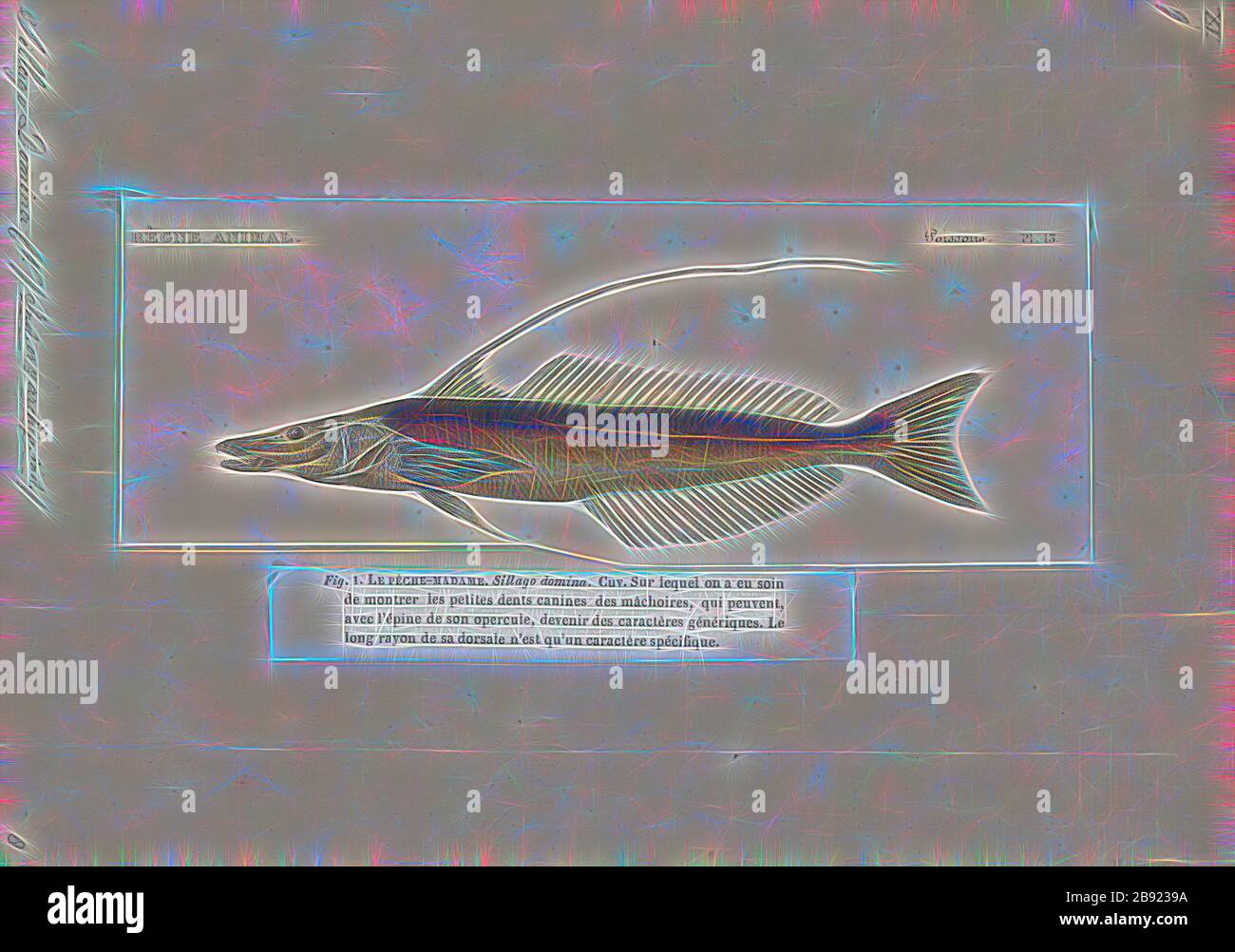 Sillago domina, Print, 1700-1880, Reimagined by Gibon, design of warm cheerful glowing of brightness and light rays radiance. Classic art reinvented with a modern twist. Photography inspired by futurism, embracing dynamic energy of modern technology, movement, speed and revolutionize culture. Stock Photo