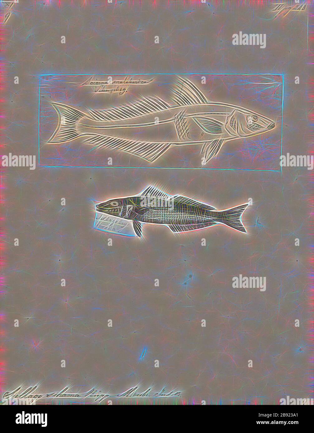 Sillago sihama, Print, The northern whiting, Sillago sihama (also known as the silver whiting and sand smelt), is a marine fish, the most widespread and abundant member of the smelt-whiting family Sillaginidae. The northern whiting was the first species of sillaginid scientifically described and is therefore the type species of both the family Sillaginidae and the genus Sillago. The species is distributed in the Indo-Pacific region from South Africa in the west to Japan and Indonesia in the east, also becoming an invasive species to the Mediterranean through the Suez Canal. The northern whitin Stock Photo