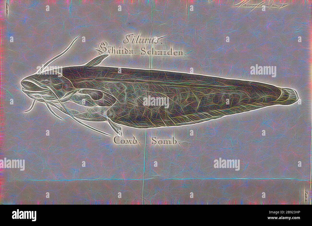 Silurus glanis, Print, The wels catfish, also called sheatfish, is a large species of catfish native to wide areas of central, southern, and eastern Europe, in the basins of the Baltic, Black, and Caspian Seas. It has been introduced to Western Europe as a prized sport fish and is now found from the United Kingdom east to Kazakhstan and China and south to Greece and Turkey. It is a scaleless freshwater fish recognizable by its broad, flat head and wide mouth. Wels catfish can live for at least fifty years., 1700-1880, Reimagined by Gibon, design of warm cheerful glowing of brightness and light Stock Photo
