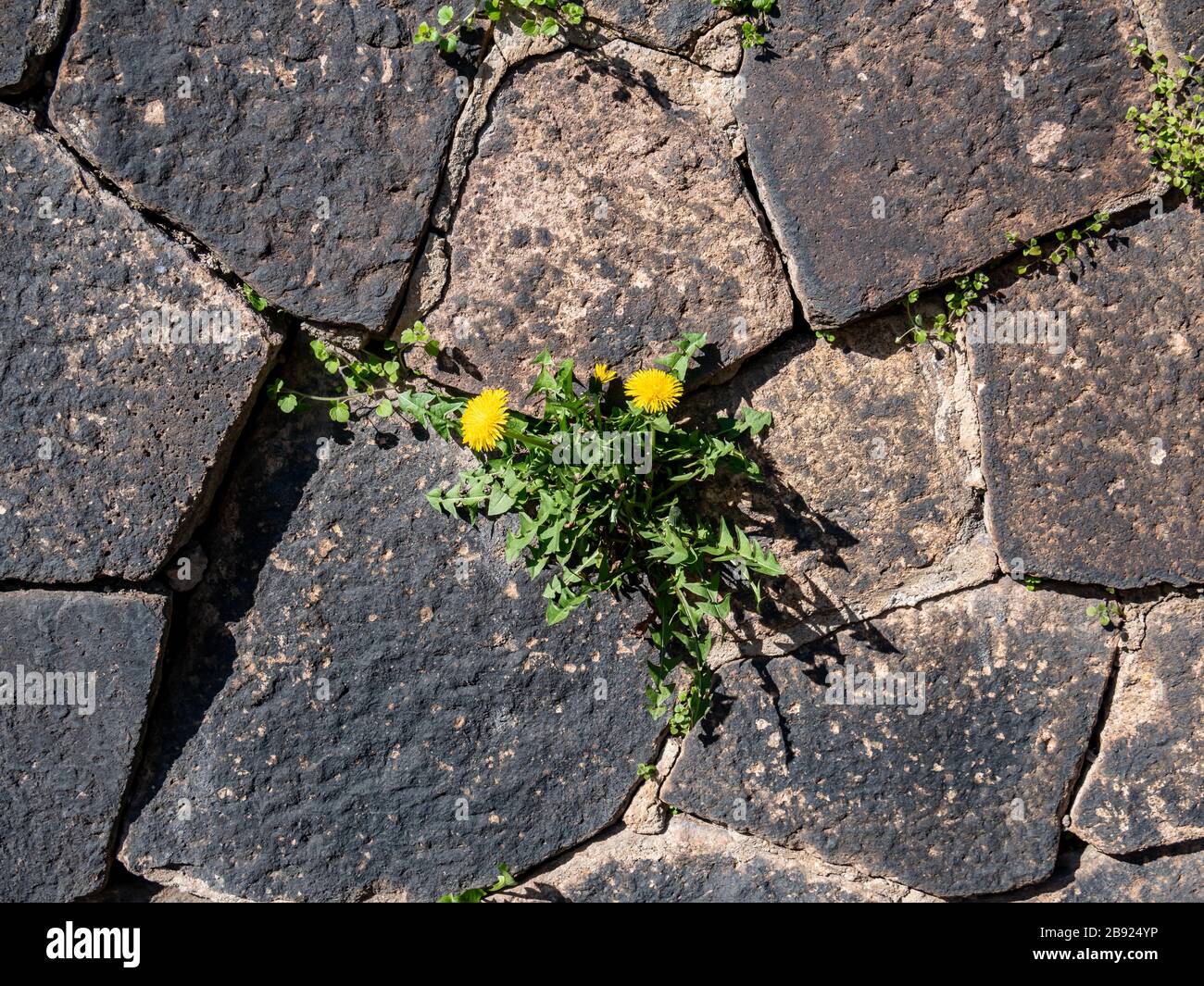 Dandelions grow on a wall in spring Stock Photo