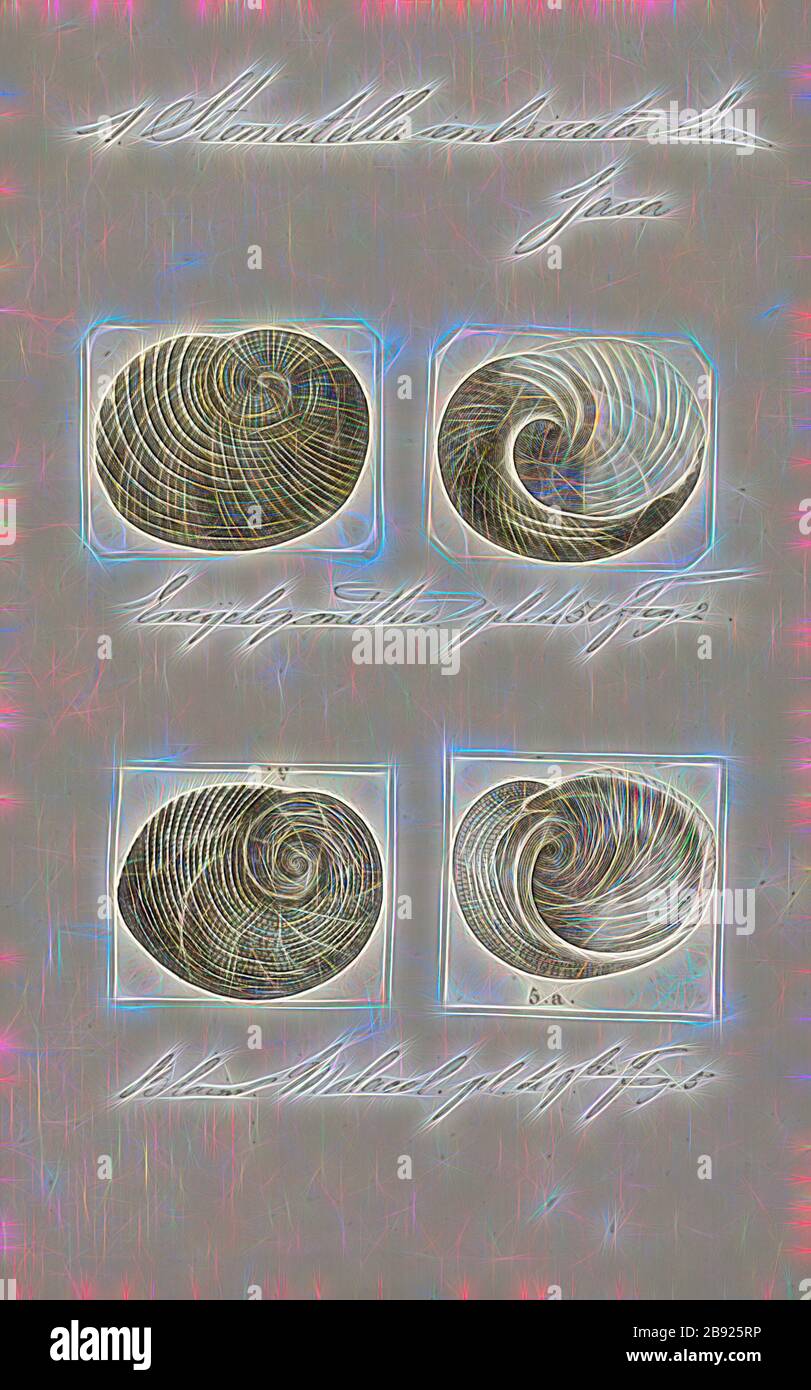 Stomatella imbricata, Print, Stomatella is a genus of small to medium-sized sea snails, marine gastropod mollusks in the family Trochidae, the top snails and their allies., Reimagined by Gibon, design of warm cheerful glowing of brightness and light rays radiance. Classic art reinvented with a modern twist. Photography inspired by futurism, embracing dynamic energy of modern technology, movement, speed and revolutionize culture. Stock Photo