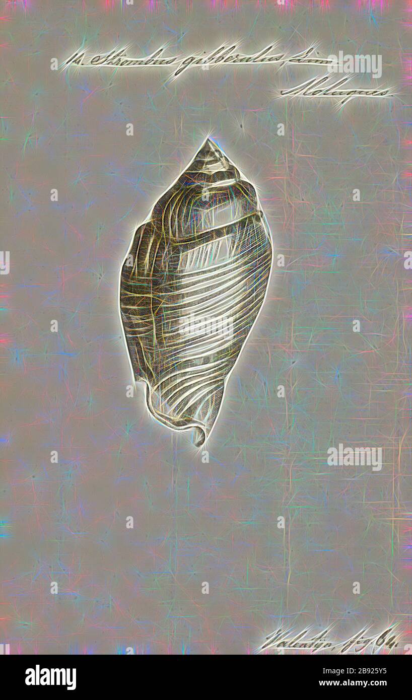 True conch hi-res stock photography and images - Alamy