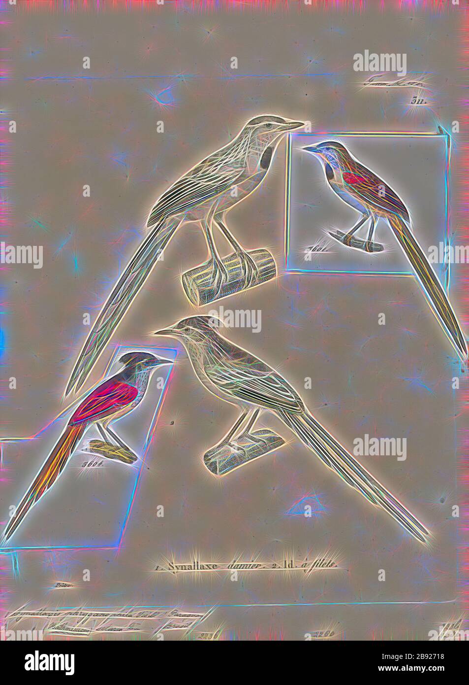 Synallaxis phryganophila, Print, Synallaxis is a genus of birds in the ovenbird family, Furnariidae., 1700-1880, Reimagined by Gibon, design of warm cheerful glowing of brightness and light rays radiance. Classic art reinvented with a modern twist. Photography inspired by futurism, embracing dynamic energy of modern technology, movement, speed and revolutionize culture. Stock Photo