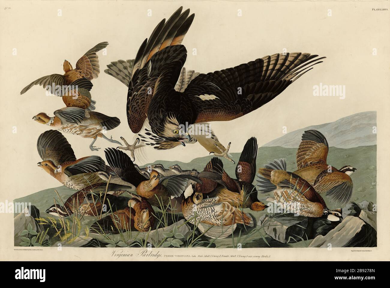 Plate 76 Virginian Partridge Northern (Bobwhite) The Birds of America folio (1827–1839) John James Audubon, Very high resolution quality edited imag Stock Photo