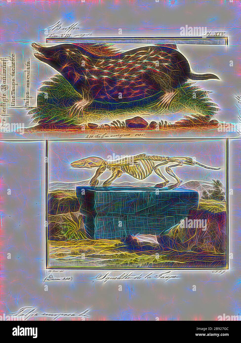 Talpa europaea, Print, The European mole (Talpa europaea) is a mammal of the order Eulipotyphla. It is also known as the common mole and the northern mole., skeleton, Reimagined by Gibon, design of warm cheerful glowing of brightness and light rays radiance. Classic art reinvented with a modern twist. Photography inspired by futurism, embracing dynamic energy of modern technology, movement, speed and revolutionize culture. Stock Photo