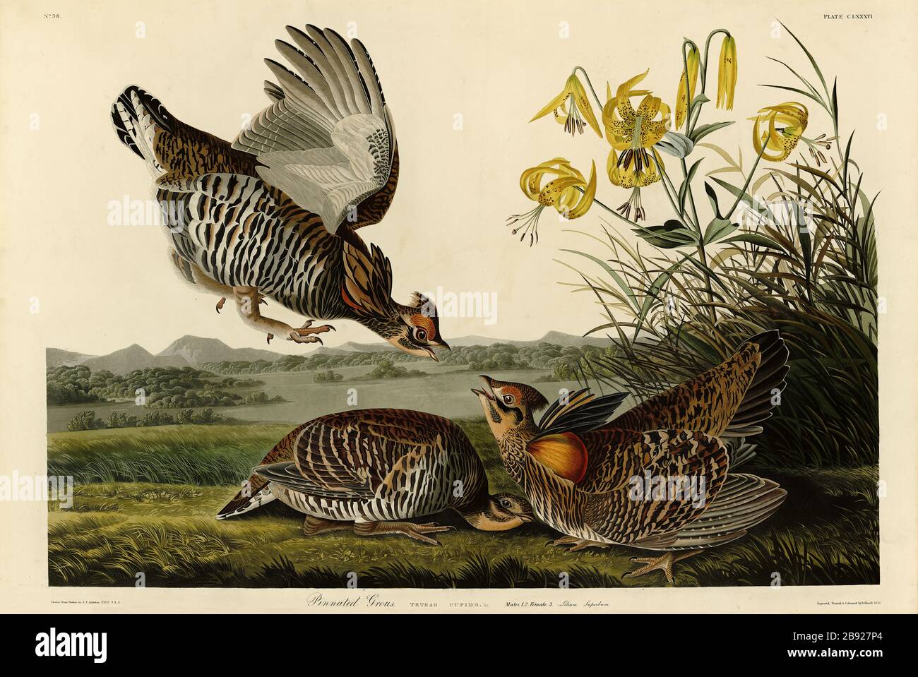 Plate 186 Pinnated Grous (Grouse) from The Birds of America folio (1827–1839) by John James Audubon - Very high resolution and quality edited image Stock Photo
