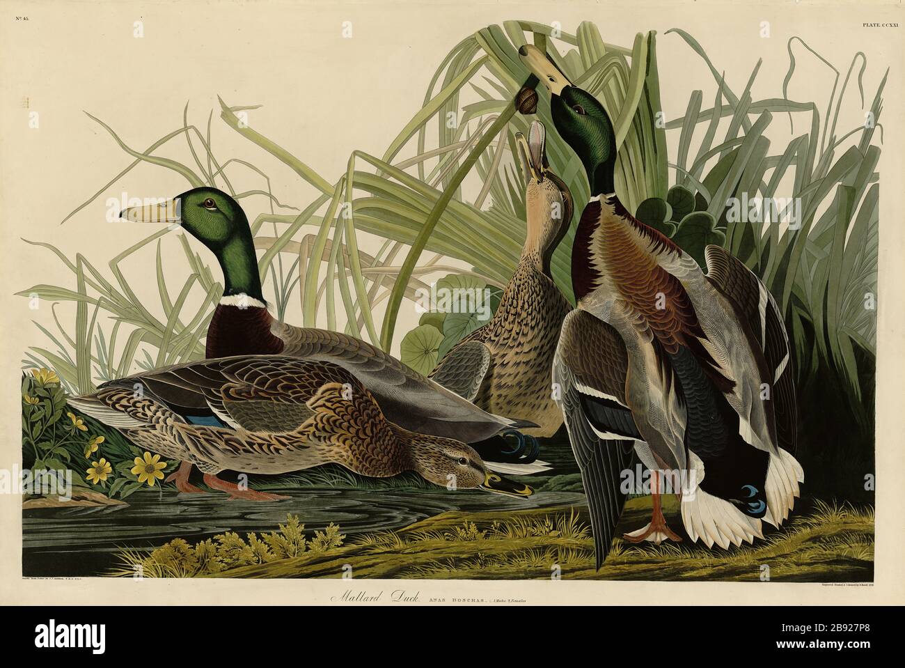 Plate 221 Mallard Duck, from The Birds of America folio (1827–1839) by John James Audubon - Very high resolution and quality edited image Stock Photo