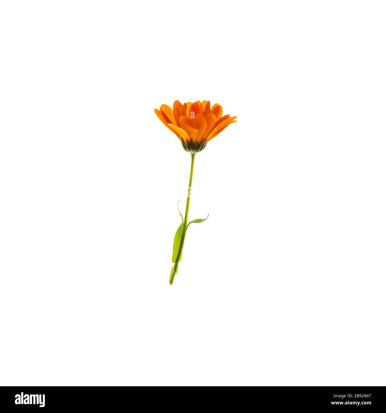 Orange flower isolated on white background. Bright flower top view ...