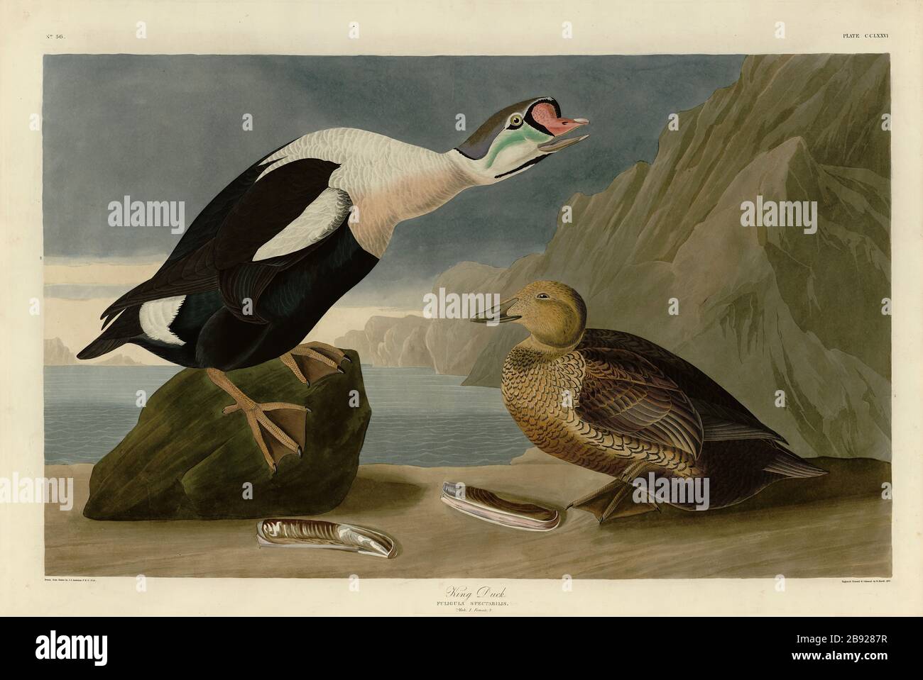 Plate 276 King Duck (King Eider) from The Birds of America folio (1827–1839) by John James Audubon - Very high resolution and quality edited image Stock Photo