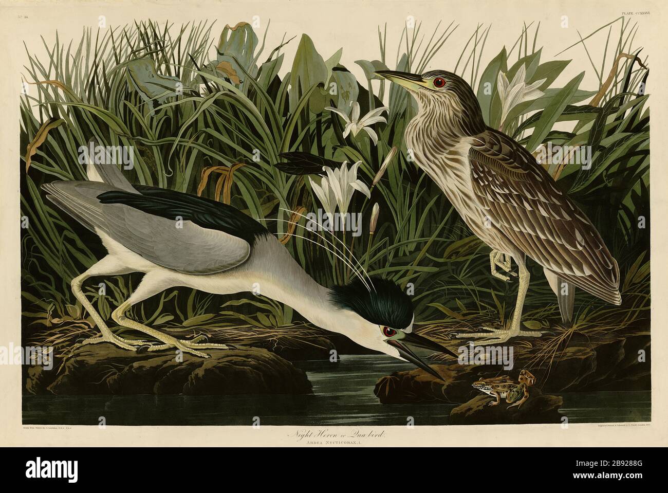 Plate 236 Night Heron (Qua Bird, Black-crowned Night-Heron) The Birds of America folio, John James Audubon, Very high resolution quality edited image Stock Photo