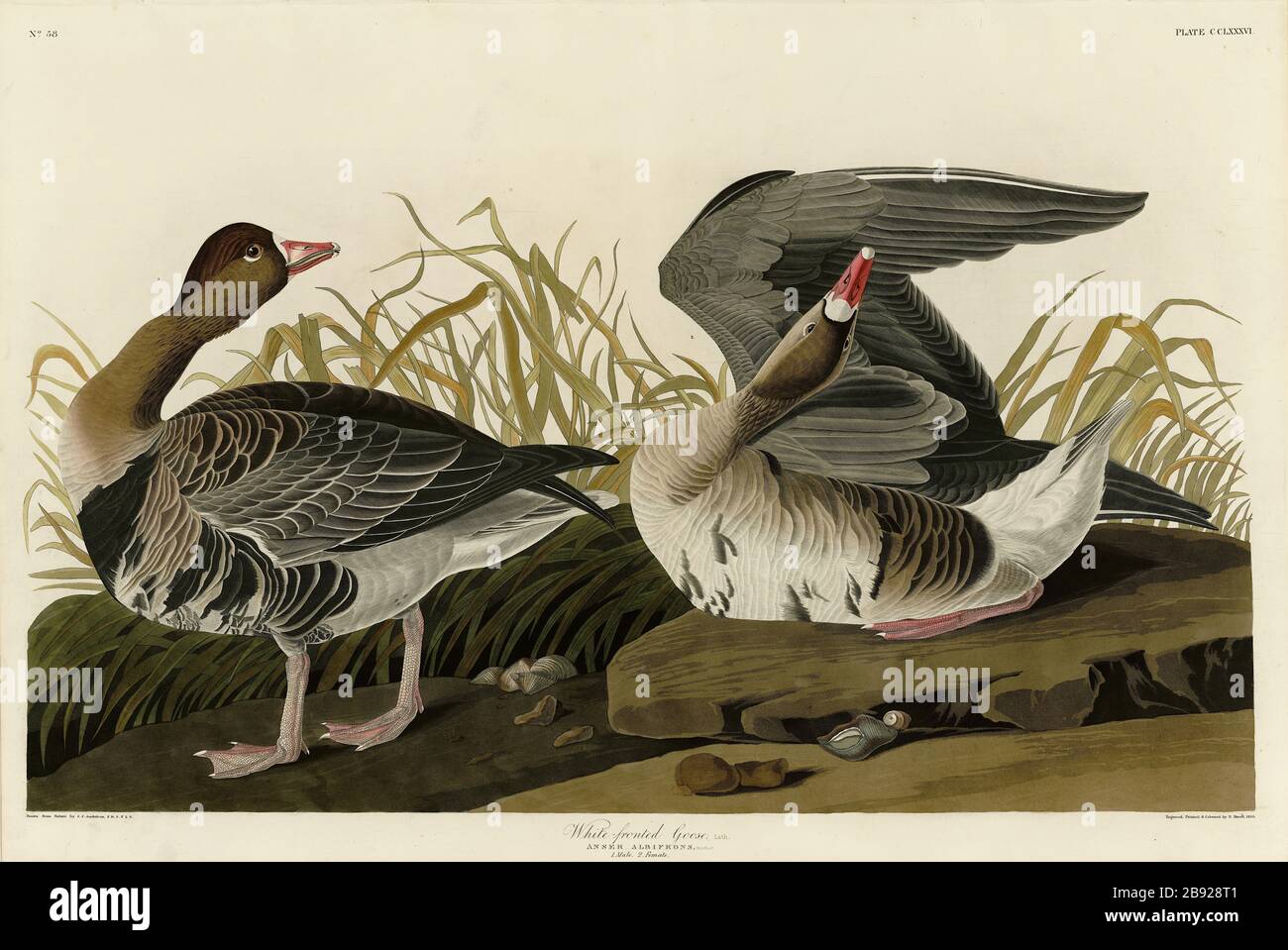 Plate 286 White-fronted Goose, from The Birds of America folio (1827–1839) by John James Audubon - Very high resolution and quality edited image Stock Photo